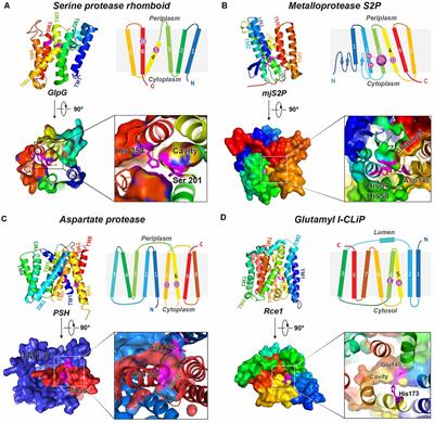 Substrate–Enzyme Interactions in Intramembrane Proteolysis: γ-Secretase as the Prototype